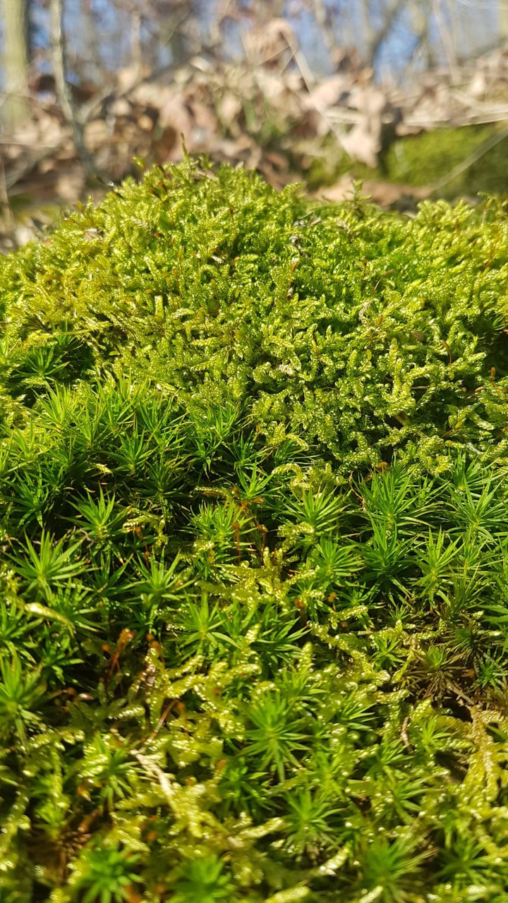 moss