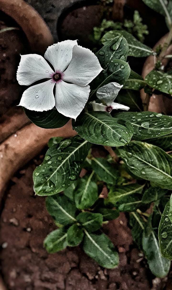 Nature ?