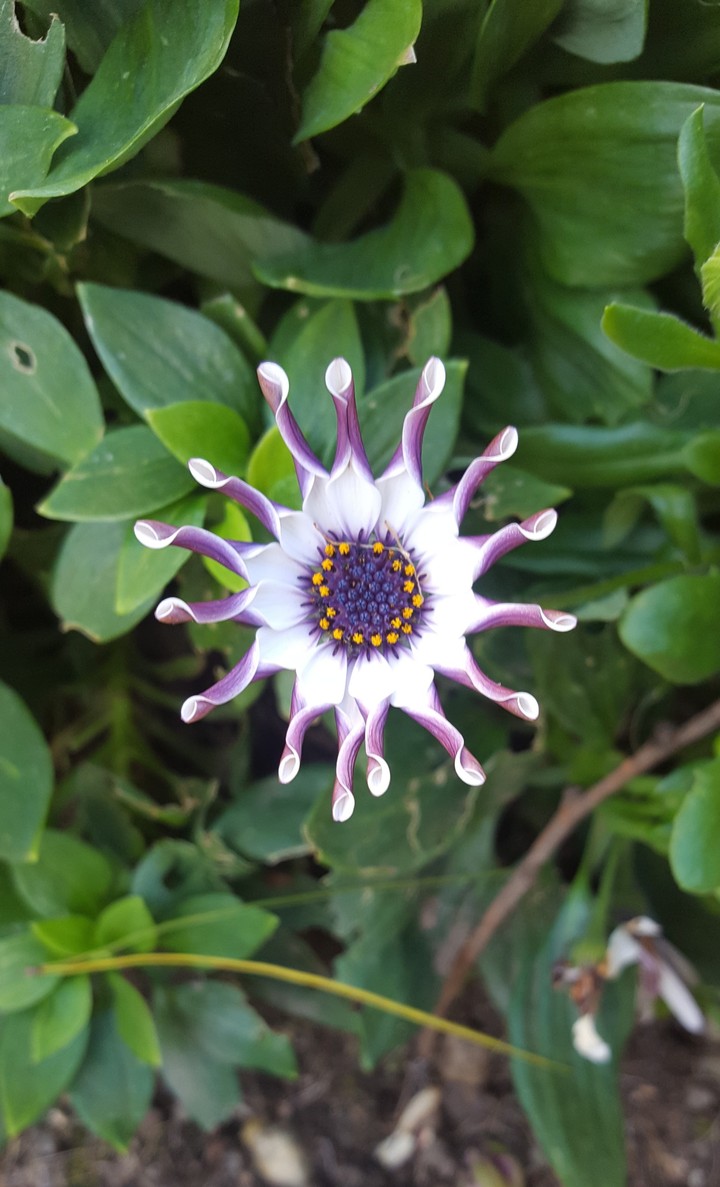 Amazing flower