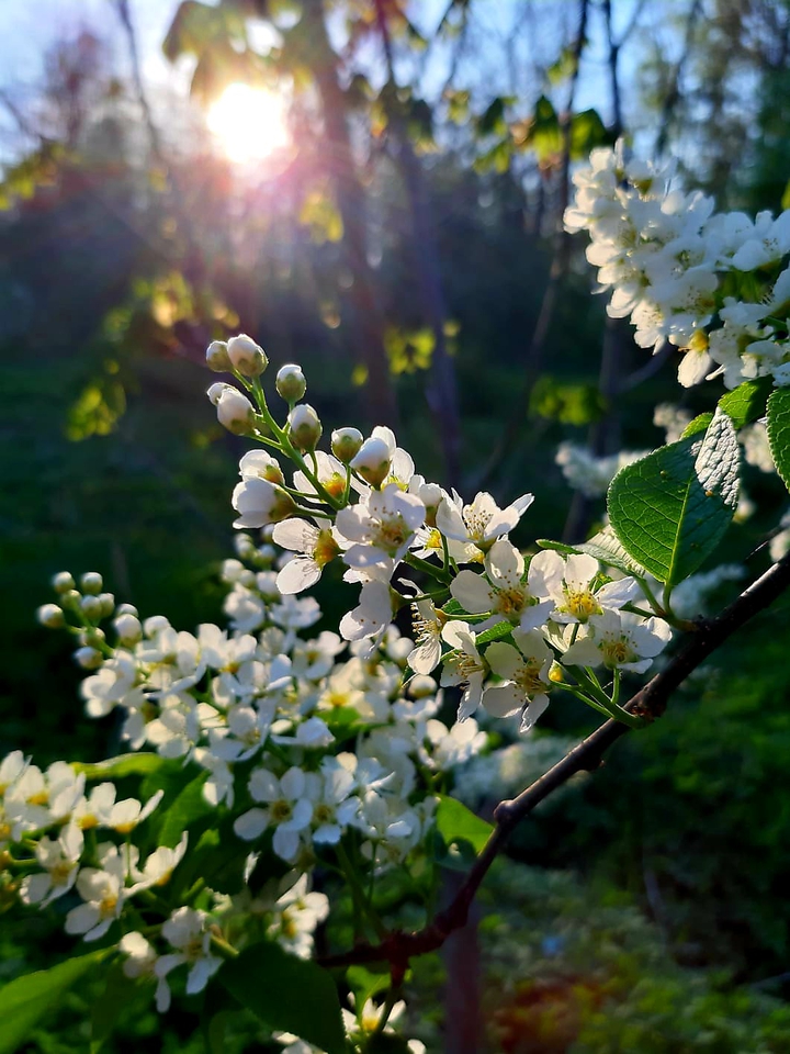 Eve is a name of this Beauty, it really fits it..