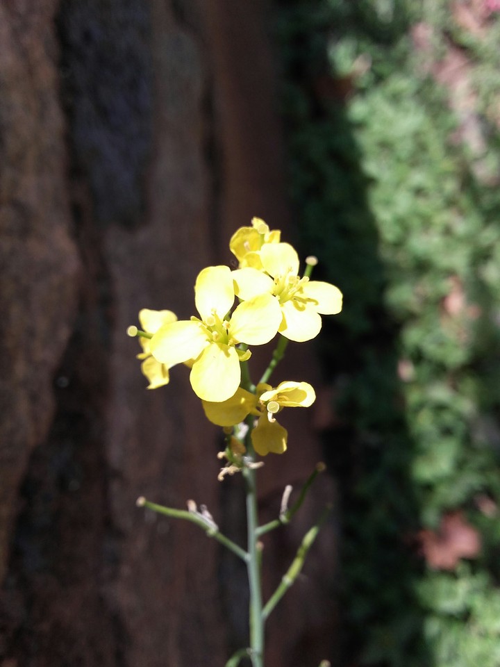 Bright flowers