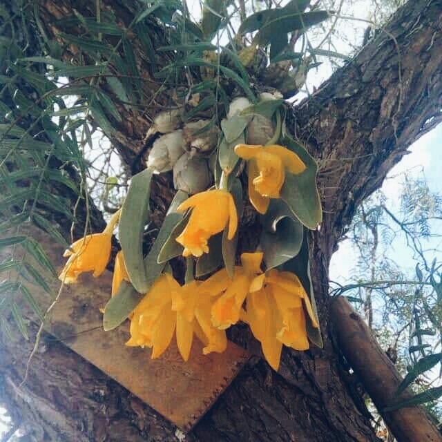 flores