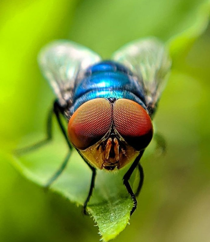Fly