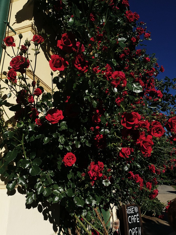rose version 2