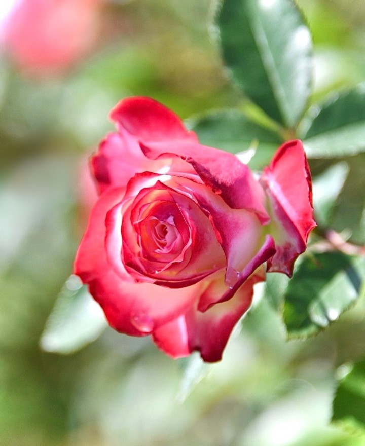 beauty...