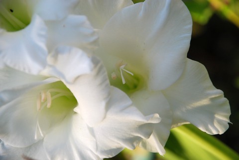 sfondi moonflower, closeup