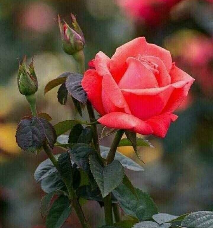rose