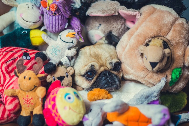 pug