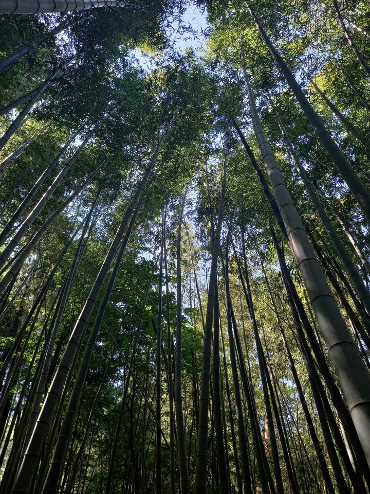 아홉산 대나무 숲길
