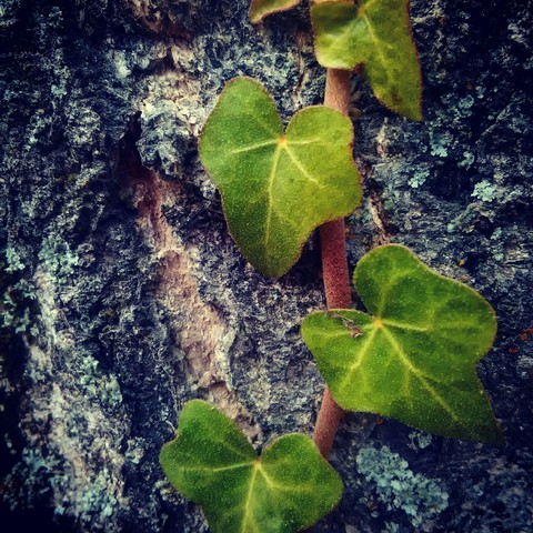 Leaves