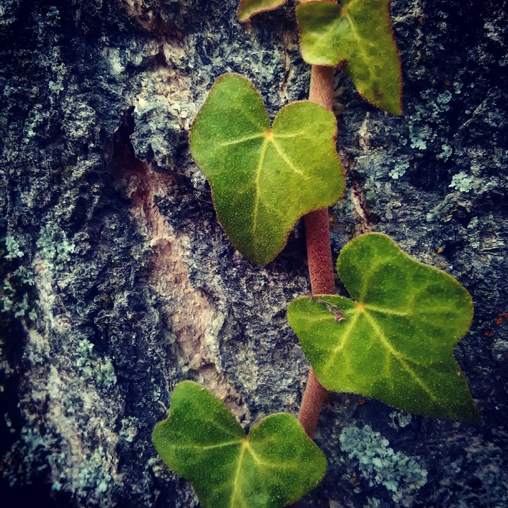 Leaves