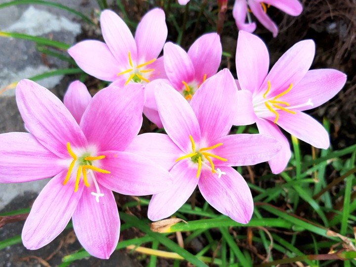 fiori