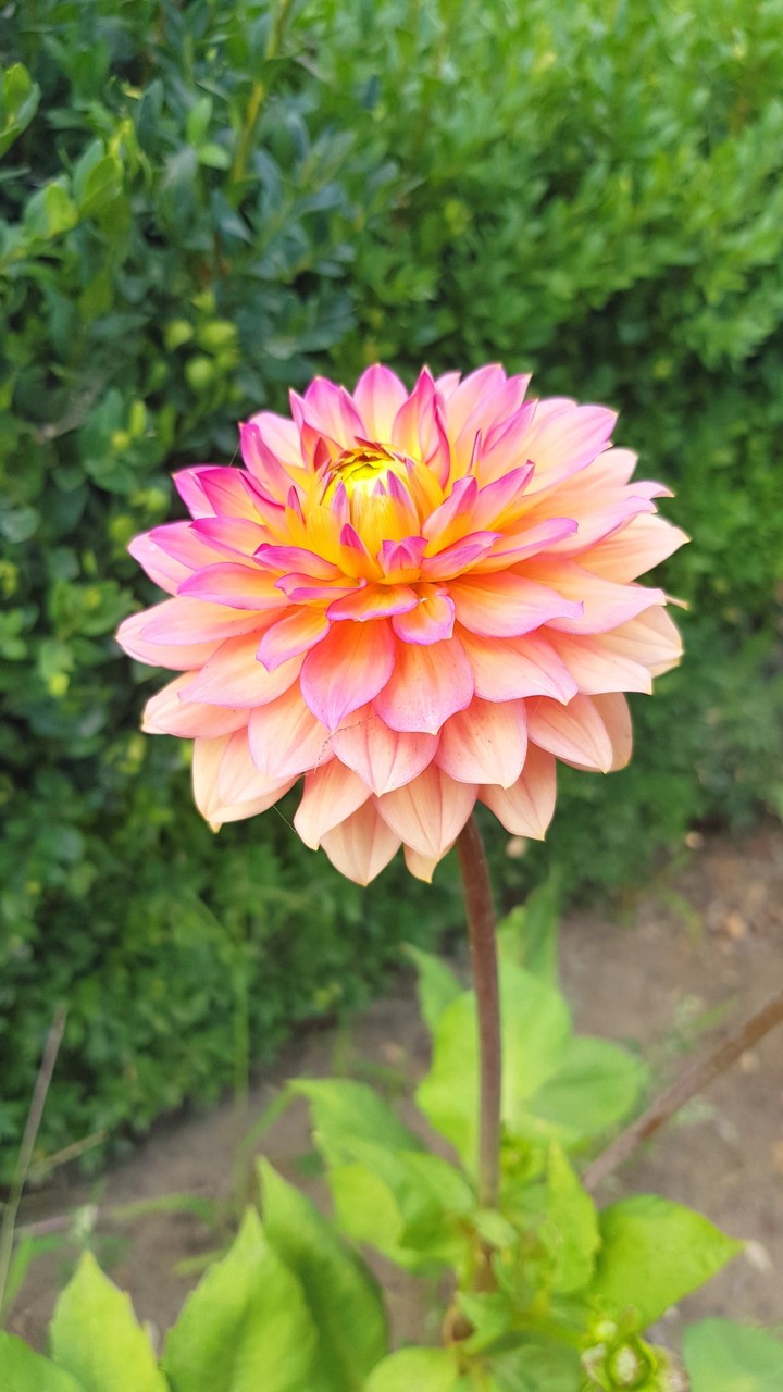 Another flower