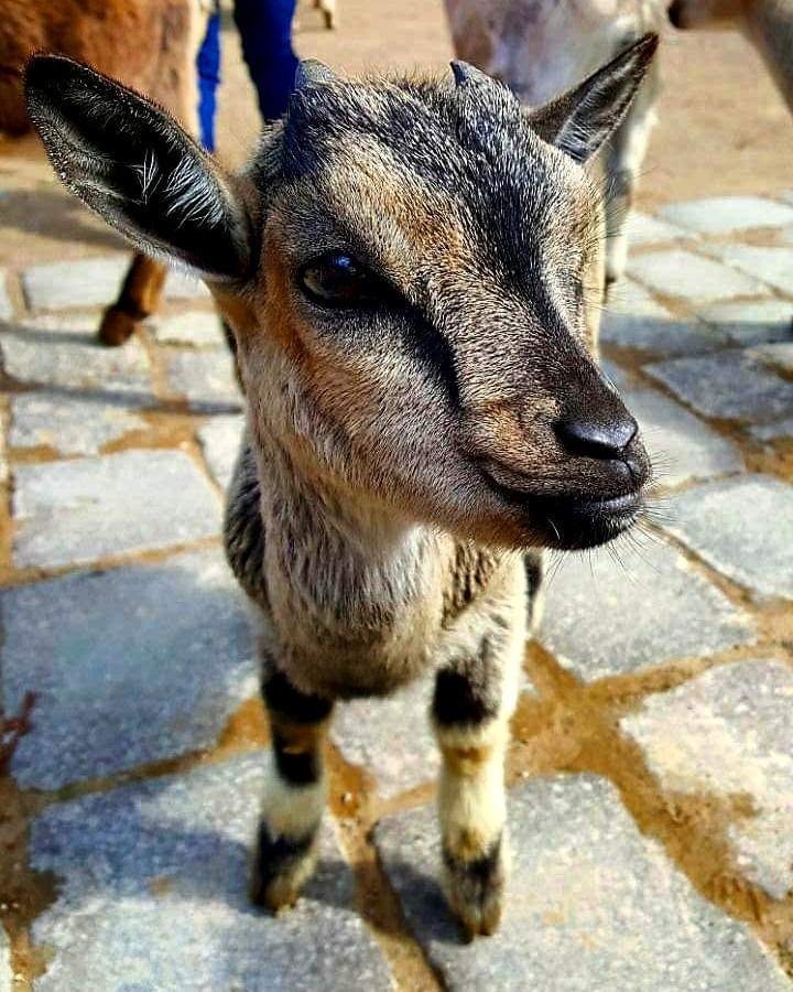 Tiere