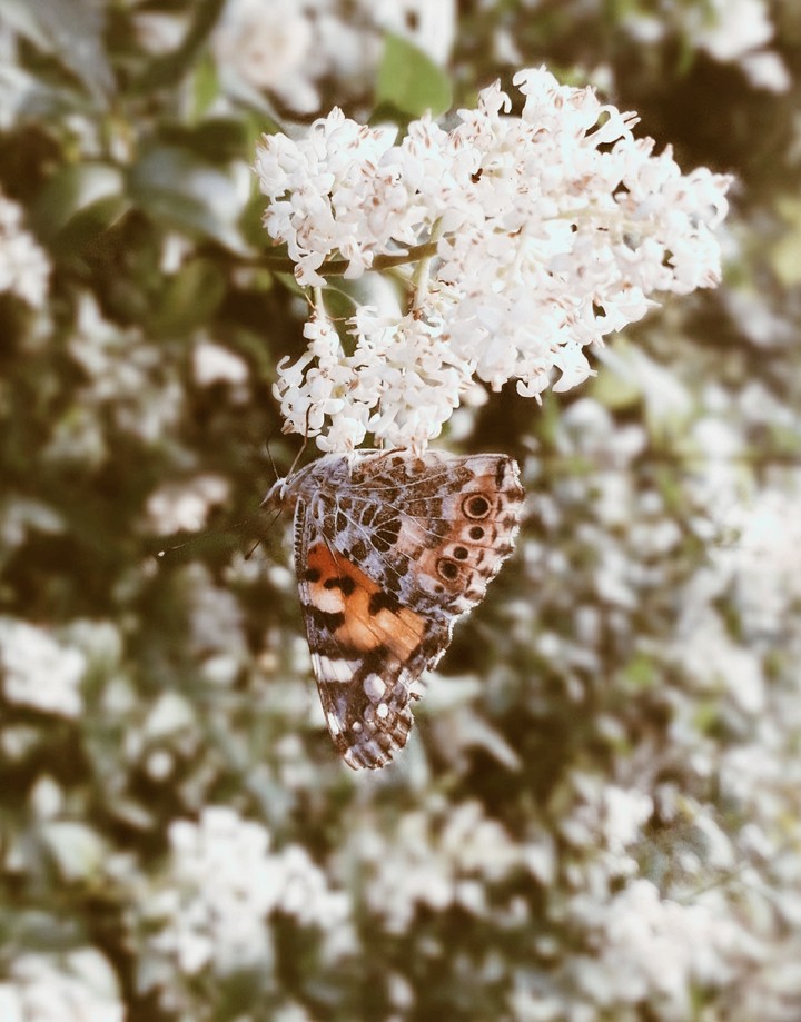 butterfly