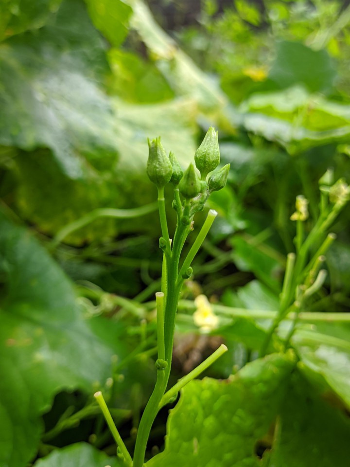 go green