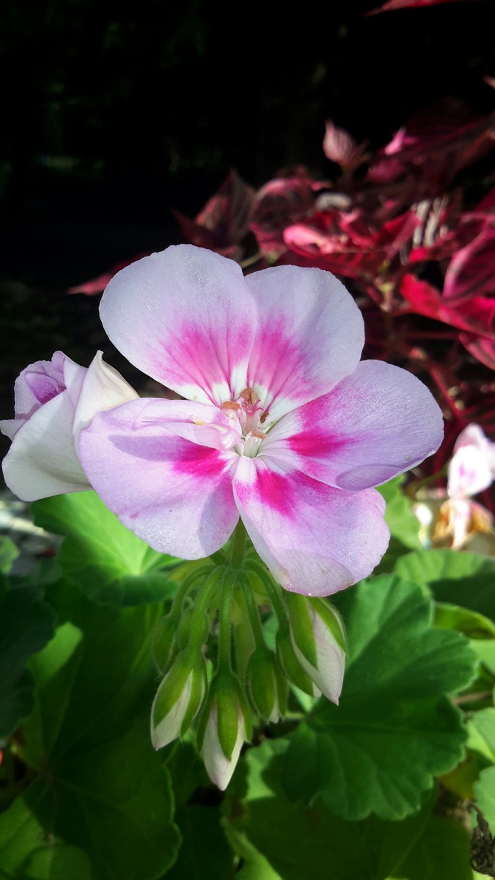 Flor