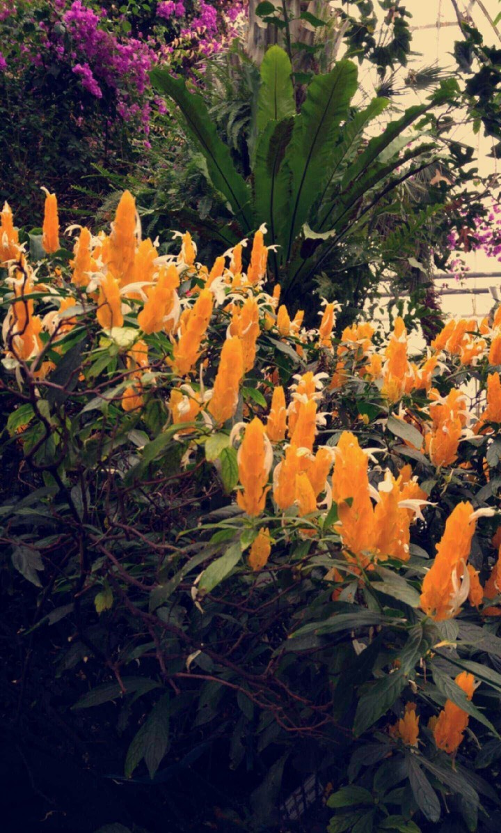 flowers in a green house