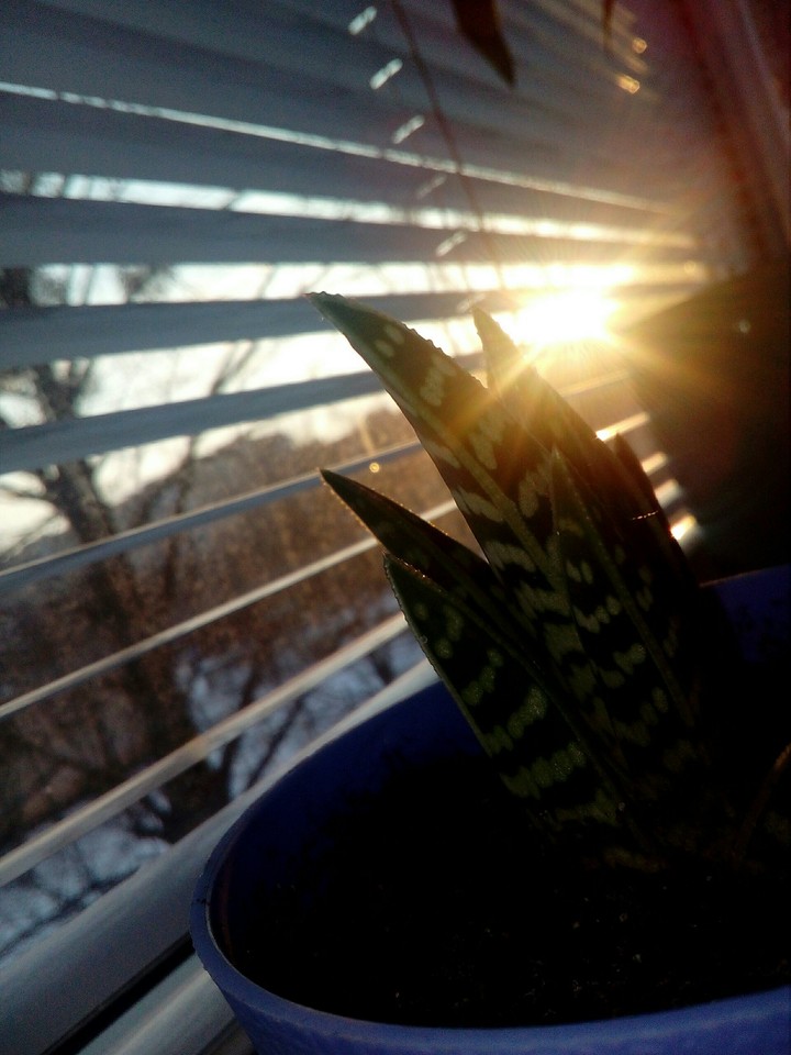 plants