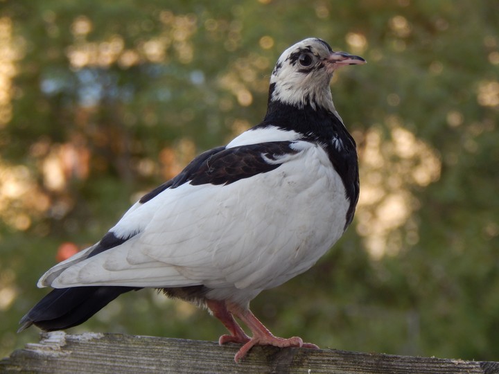 the dove