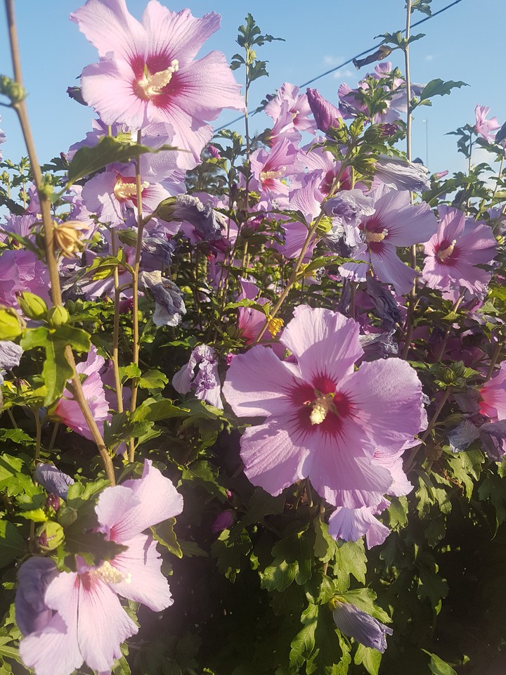 flowers