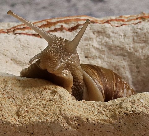 Sand, gastropods háttérképek