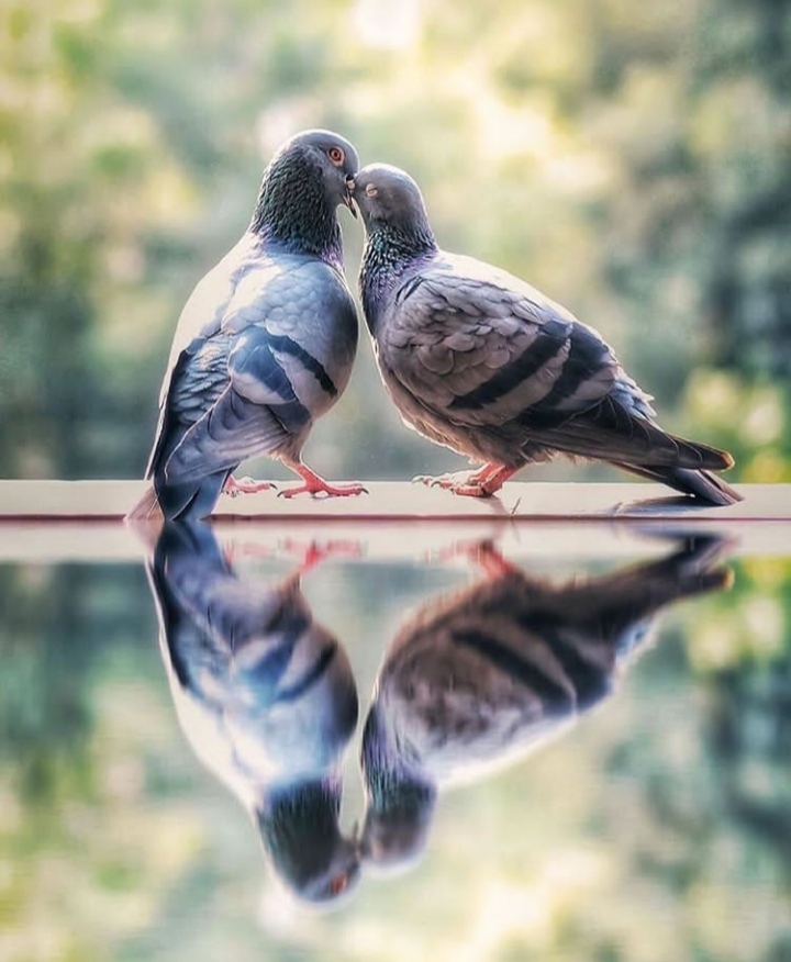 Birds