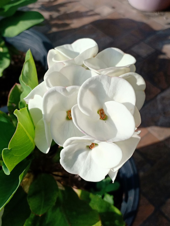 White..