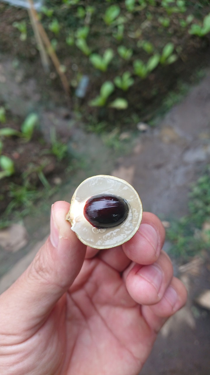 fruit in Việt Nam