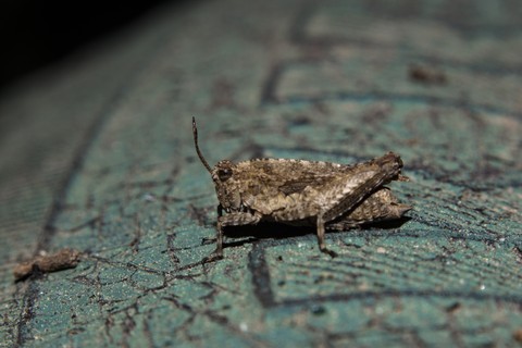 beetle