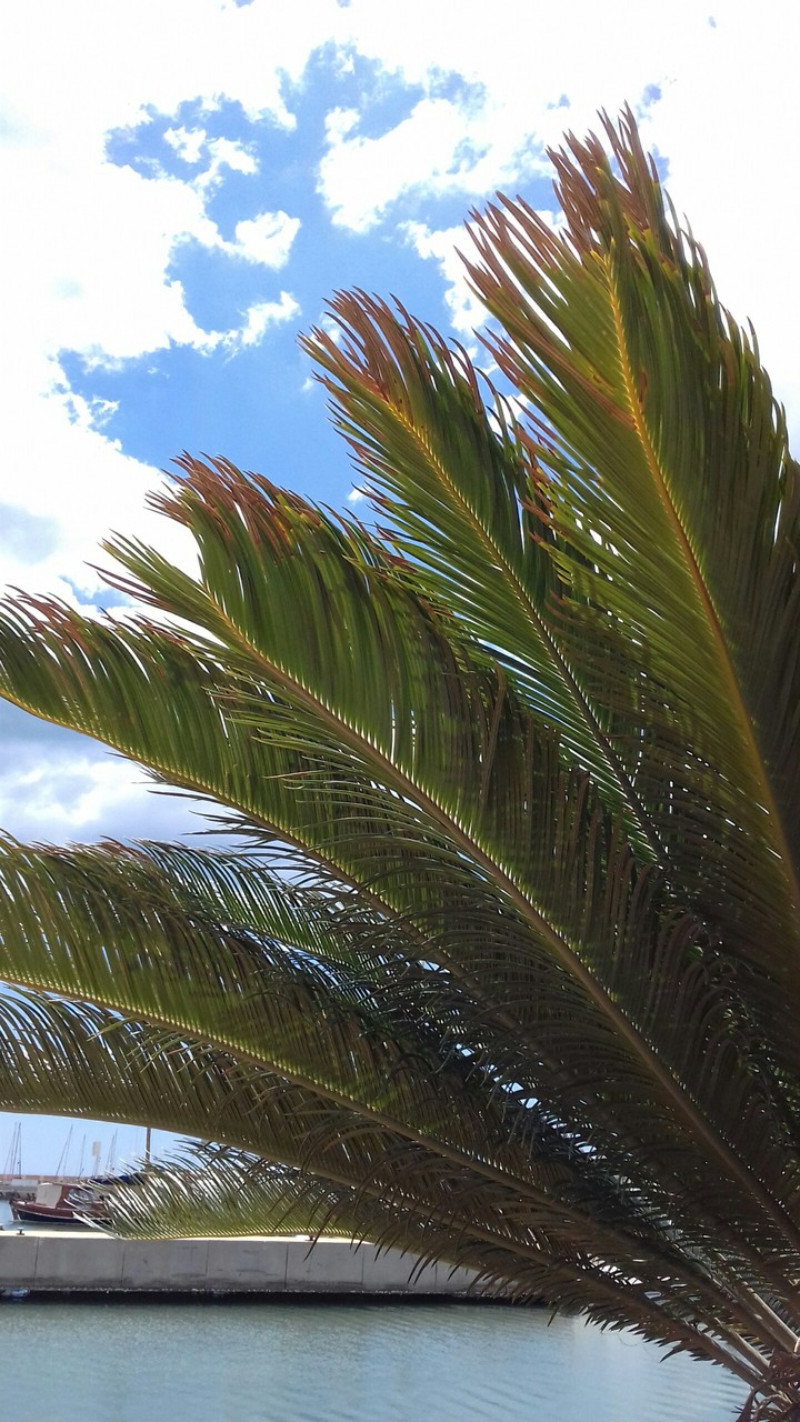 Palme