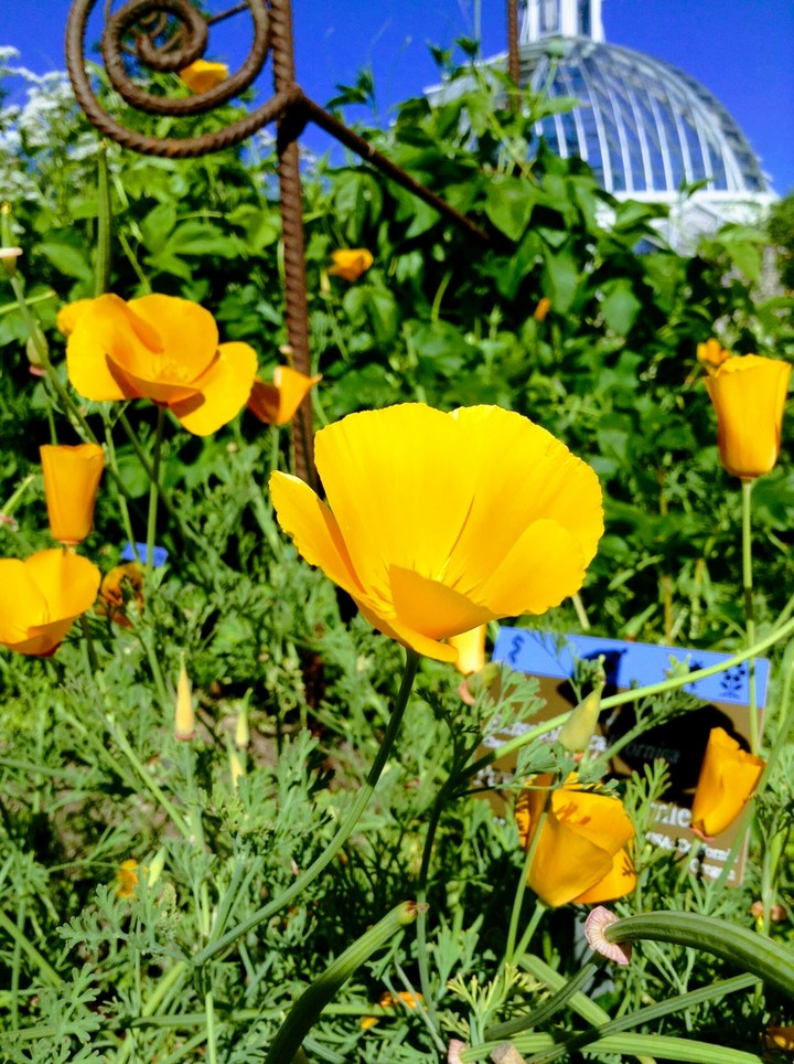 Yellow Flower