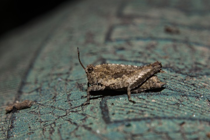 beetle