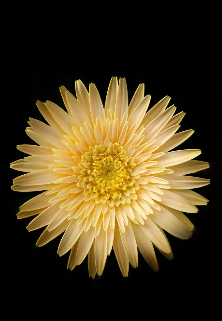 Gerbera Daisy Flower