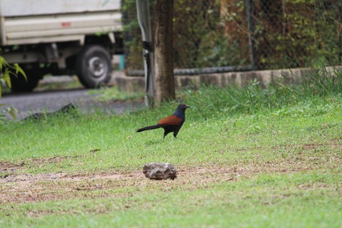 bird