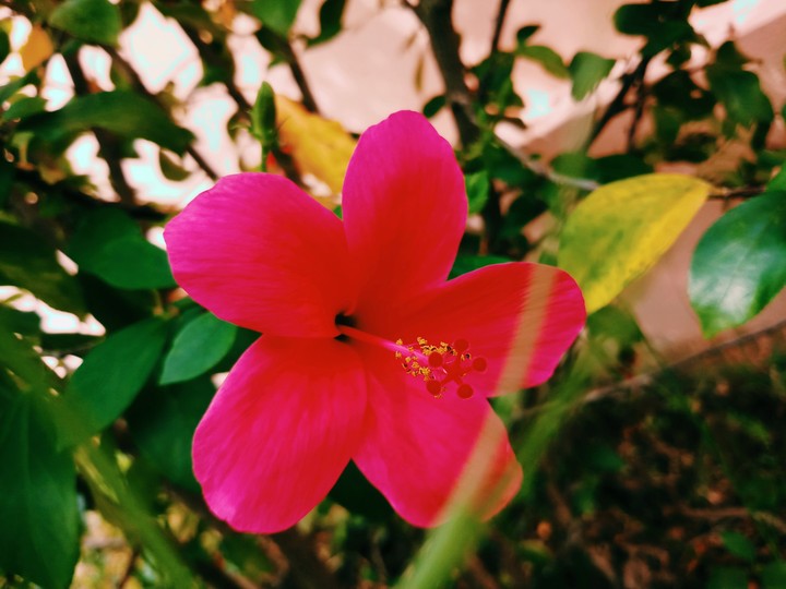 flower