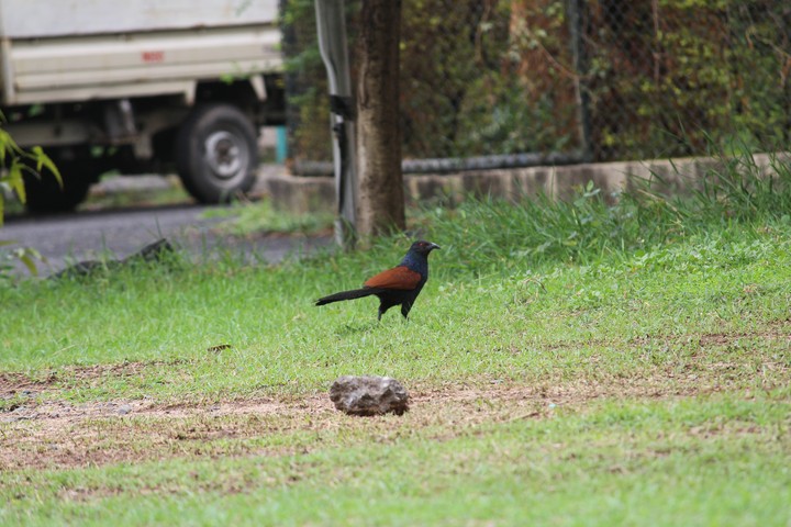 bird