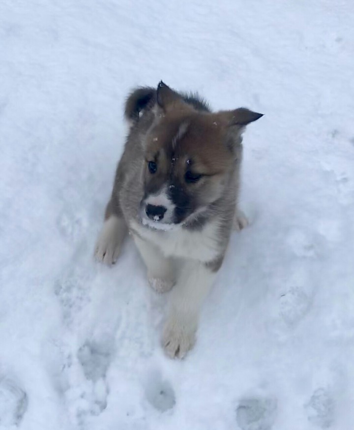 #Dog