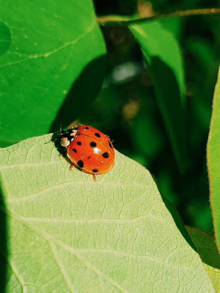 ladybug
