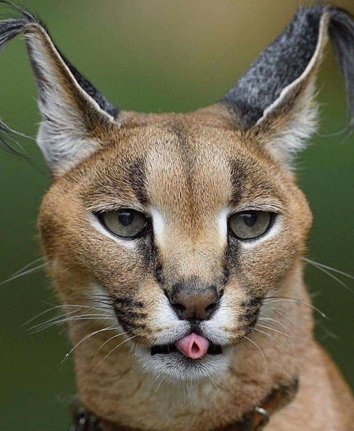 Wildcat