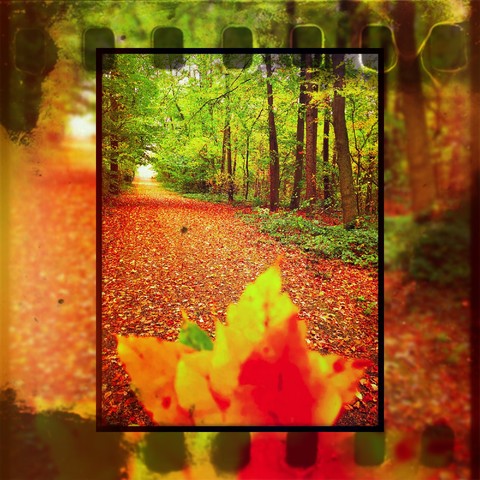 deciduous, yellow वॉलपेपर