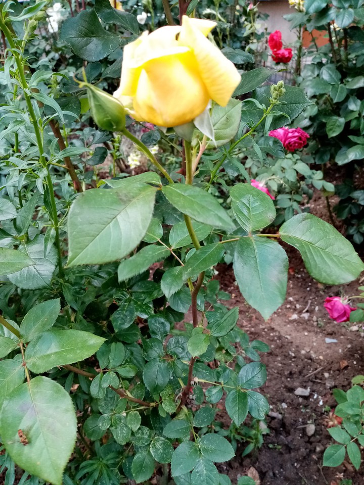 blossom