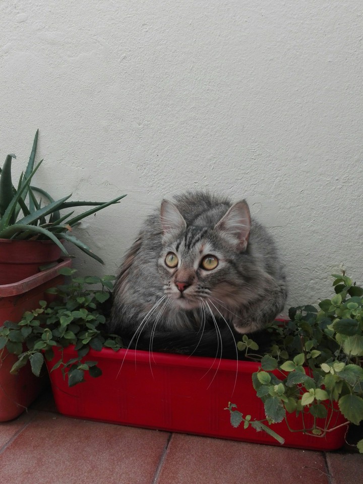 Oli fichando una mosquita
