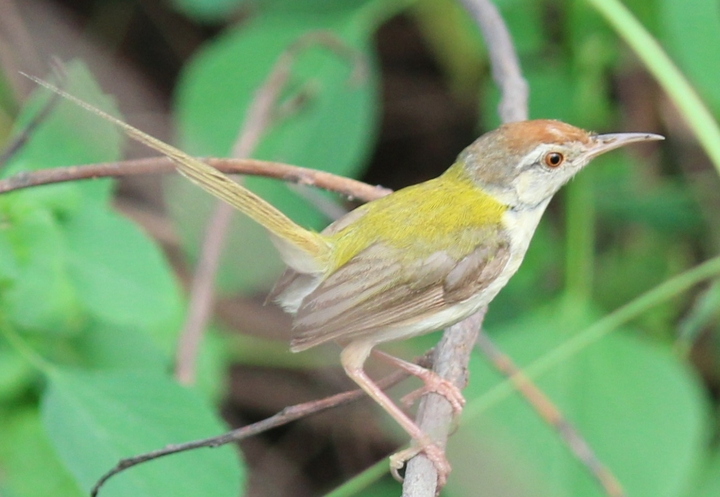 small bird