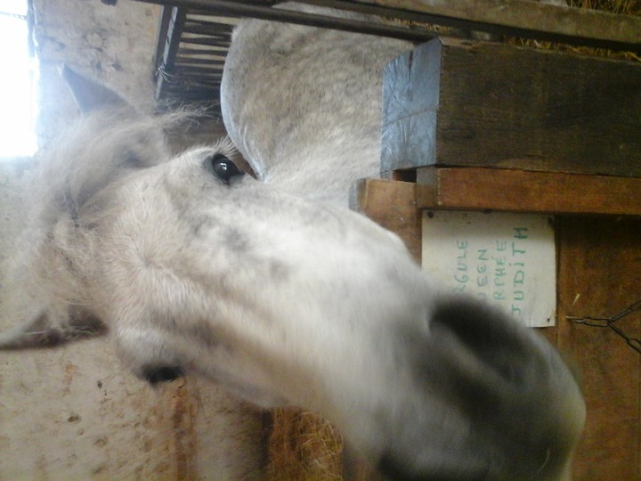 cheval