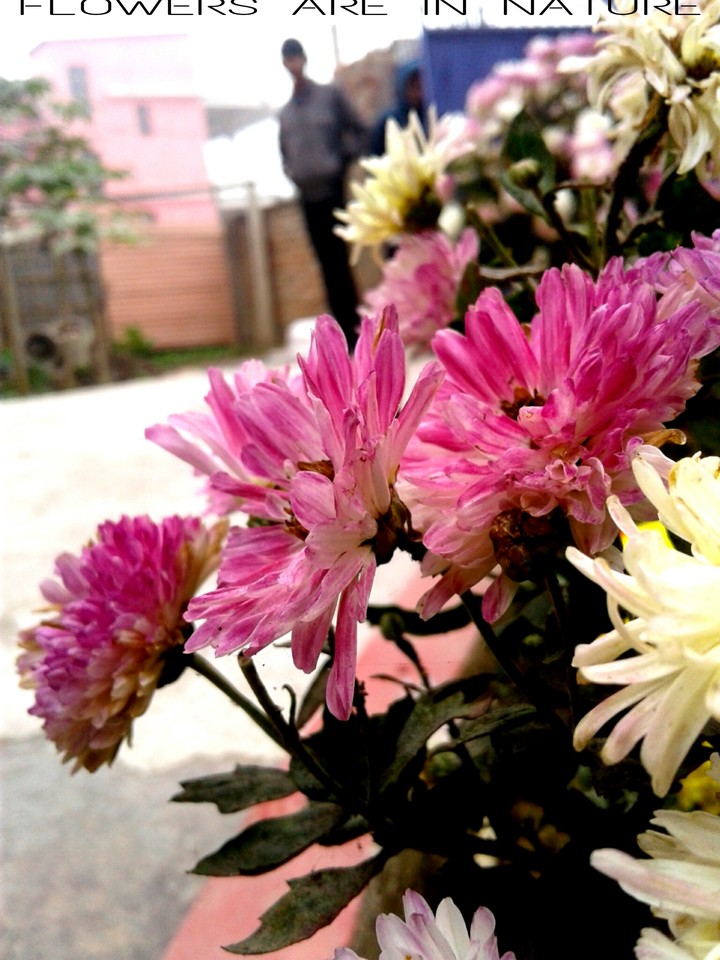 FLOWERS Love