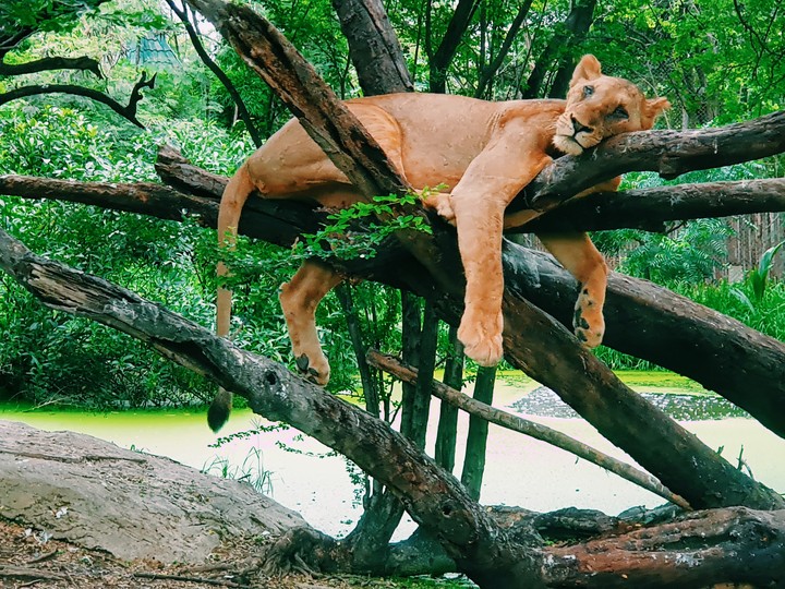 lion