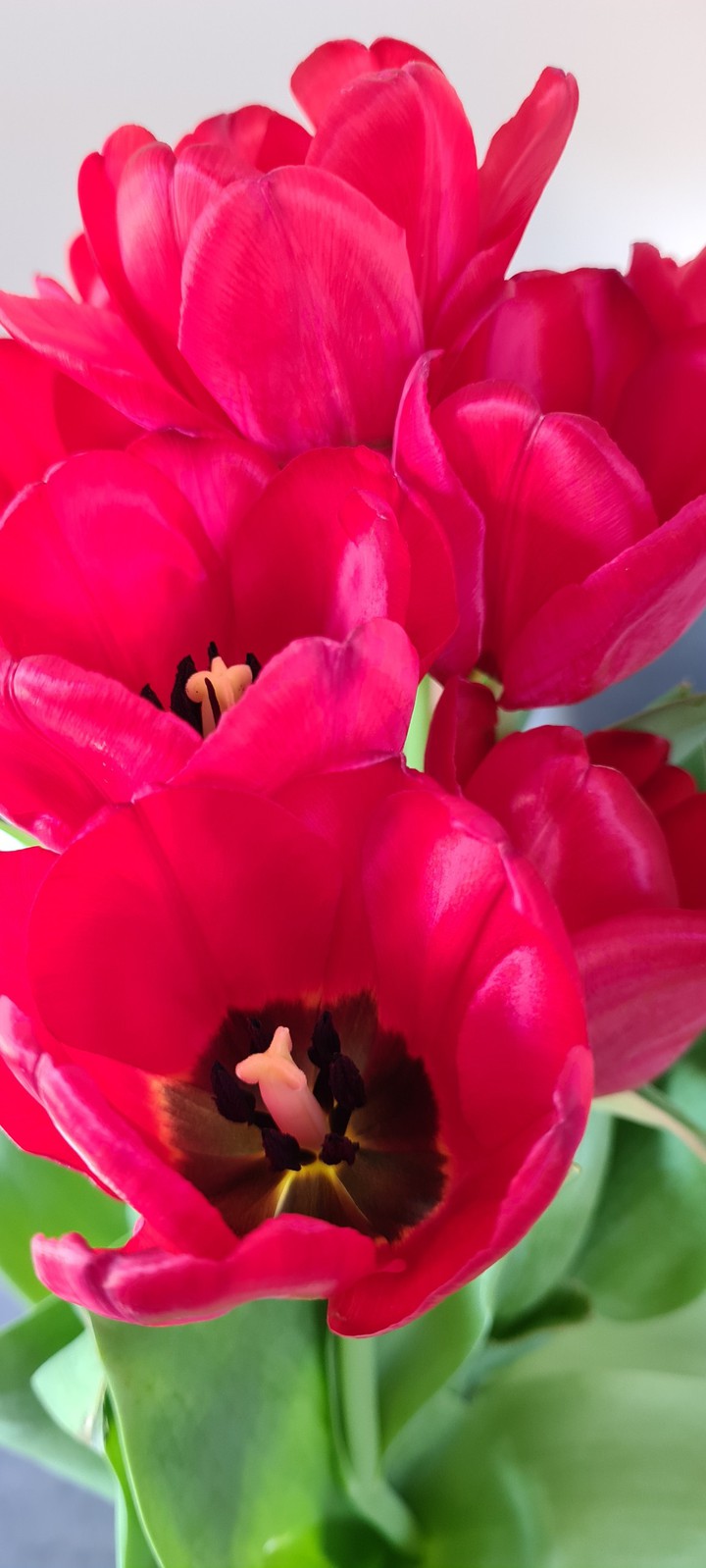 Tulpen
