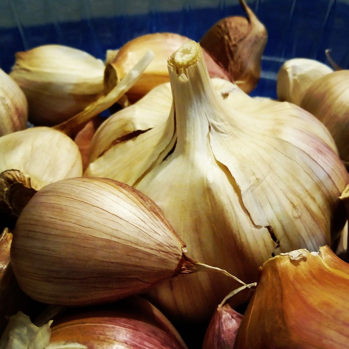 Garlic (Allium sativum)