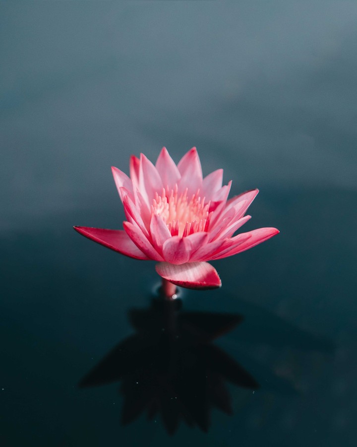water lily